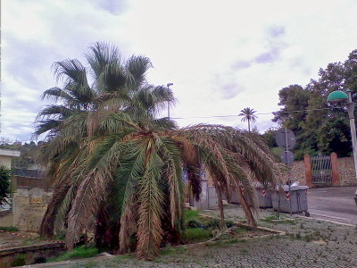 Palma ammalata a Racalmuto (AG)