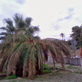 foto palma malata